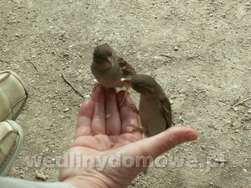 post-40040-0-62479500-1548089312_thumb.jpg