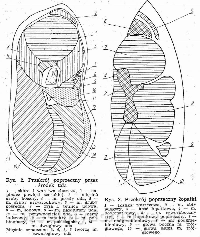 post-39869-0-19508800-1395149715_thumb.jpg