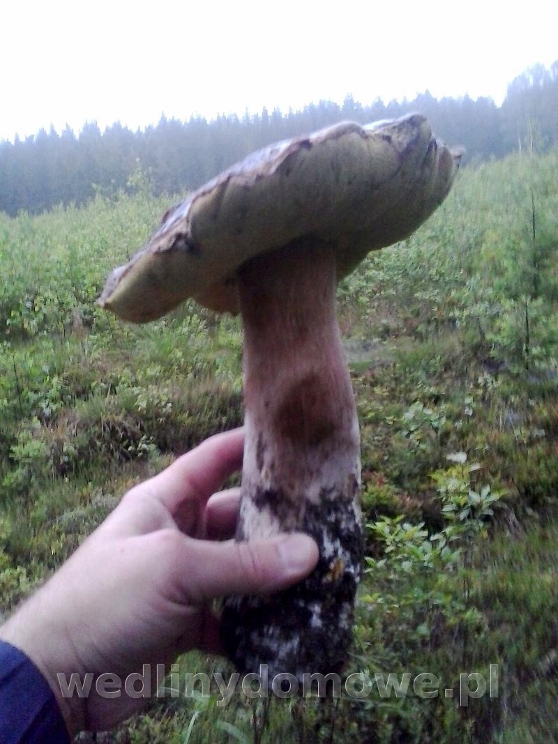 post-46258-0-16285800-1469424307_thumb.jpg