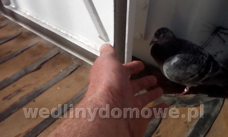 post-41581-0-61371300-1500878133_thumb.jpg
