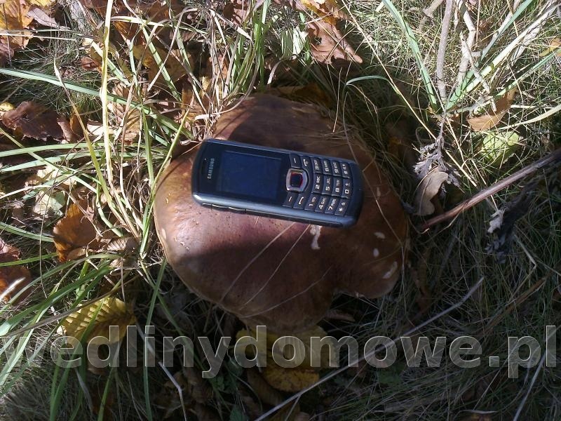 post-45882-0-07660200-1380388657_thumb.jpg