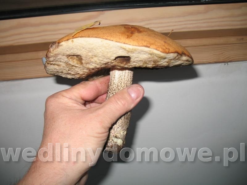post-39812-0-79830800-1381756223_thumb.jpg