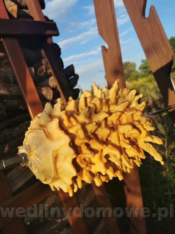 received_1620327868452846(1).thumb.jpeg.44e13e090ac4bf1a6416d092de0bd124.jpeg