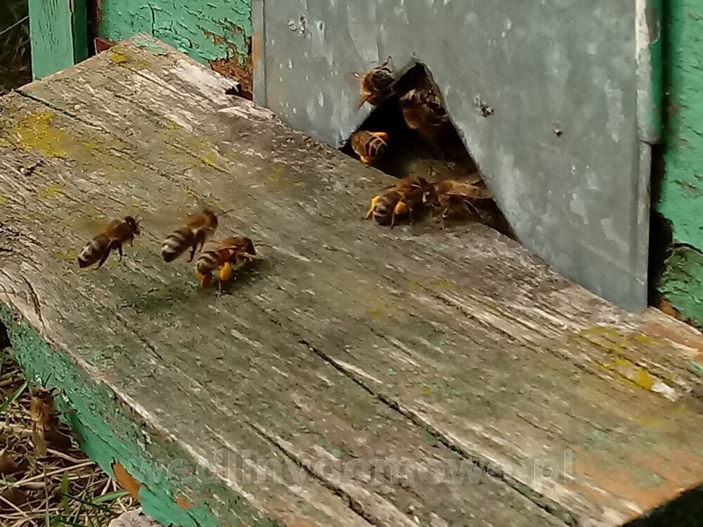 20240328_124448_HDR.thumb.jpg.0a2f62ce01c26214594ab75ae153f0ff.jpg