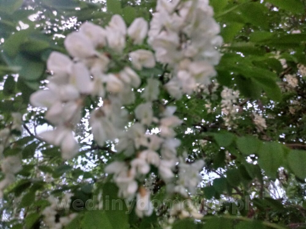20240524_204642_HDR.thumb.jpg.7c606c769008990558d68aa8ba8a1d3f.jpg
