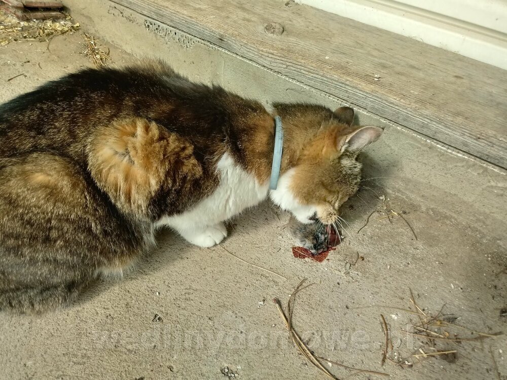 20240609_152046_HDR.thumb.jpg.69a7303f45295a0e3cc252cd0c4fd037.jpg