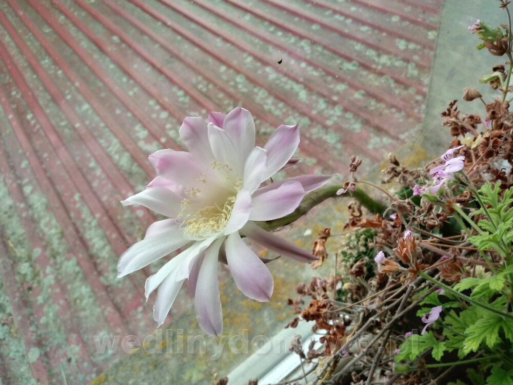 20240702_093012_HDR.thumb.jpg.0778a1bb3d0a02de06810ef81425ca8d.jpg