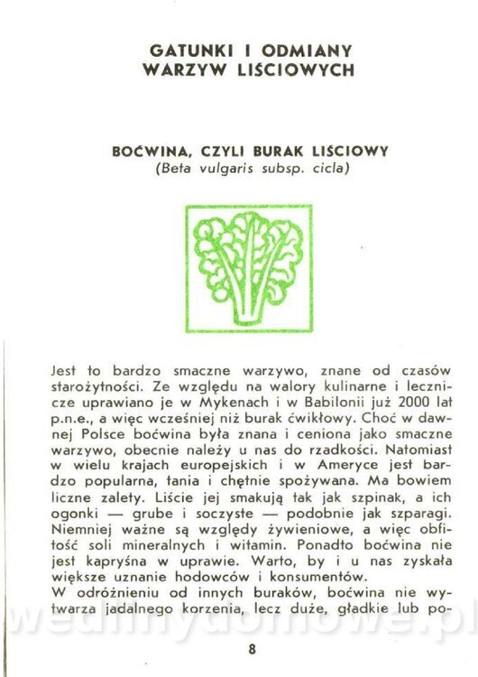 Czerni Anna - Warzywa Lisciowe_006.jpg