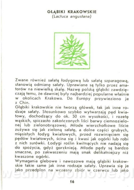 Czerni Anna - Warzywa Lisciowe_014.jpg