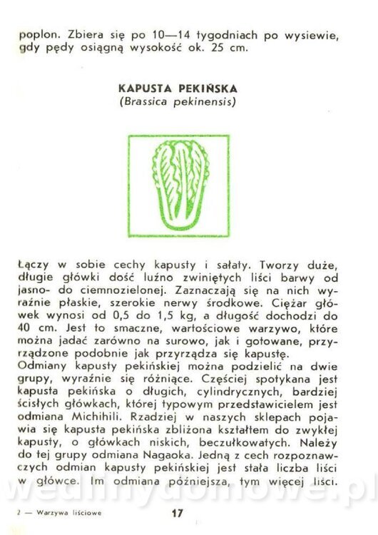 Czerni Anna - Warzywa Lisciowe_015.jpg