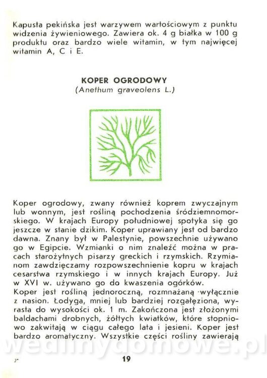Czerni Anna - Warzywa Lisciowe_017.jpg