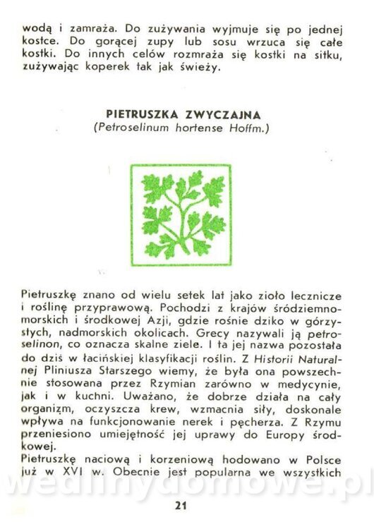 Czerni Anna - Warzywa Lisciowe_019.jpg