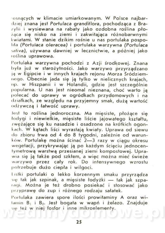 Czerni Anna - Warzywa Lisciowe_023.jpg