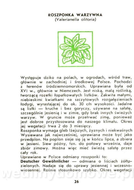 Czerni Anna - Warzywa Lisciowe_024.jpg