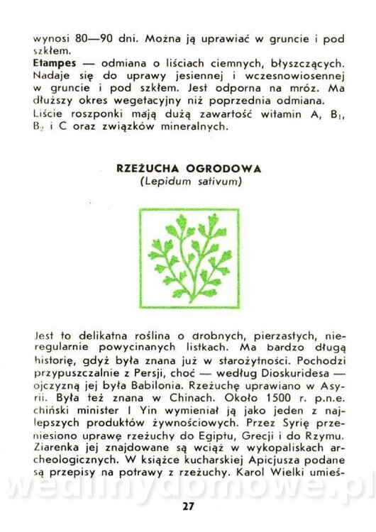Czerni Anna - Warzywa Lisciowe_025.jpg