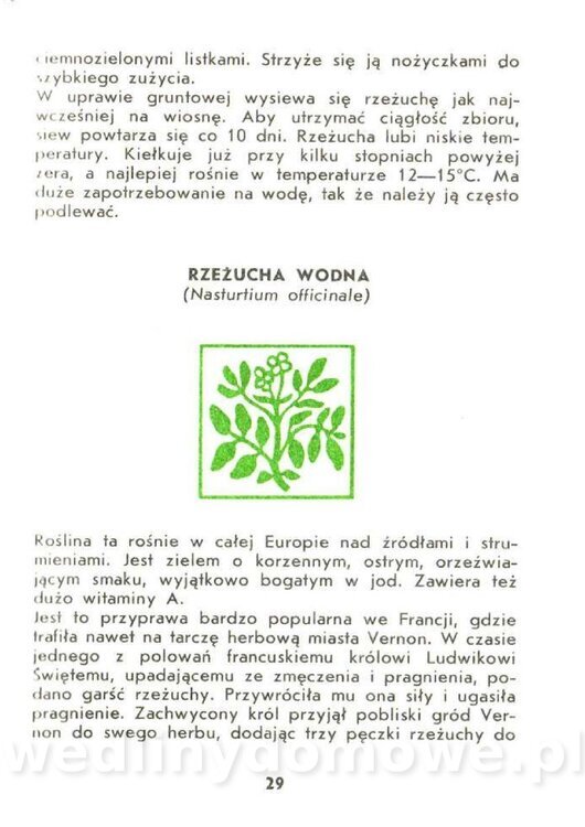 Czerni Anna - Warzywa Lisciowe_027.jpg