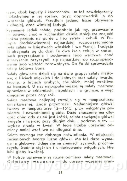 Czerni Anna - Warzywa Lisciowe_029.jpg
