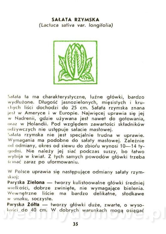 Czerni Anna - Warzywa Lisciowe_033.jpg
