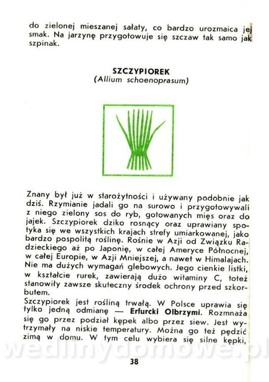 Czerni Anna - Warzywa Lisciowe_036.jpg