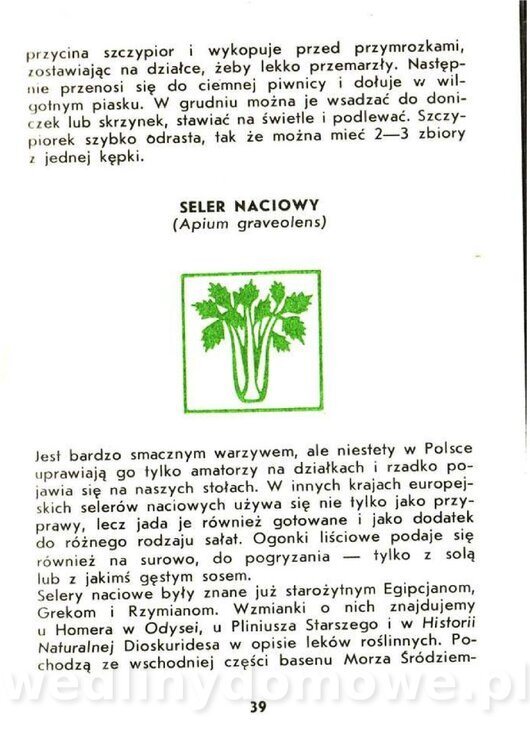 Czerni Anna - Warzywa Lisciowe_037.jpg