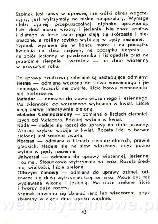 Czerni Anna - Warzywa Lisciowe_041.jpg