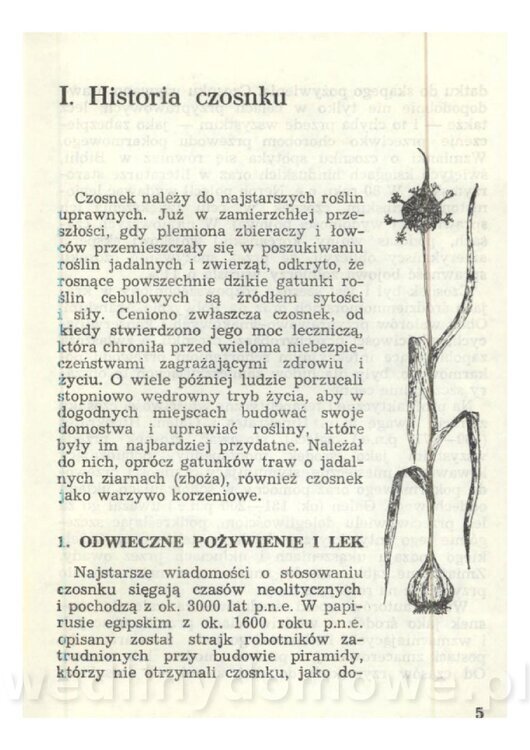 Czosnek Znany I Nieznany_07.jpg