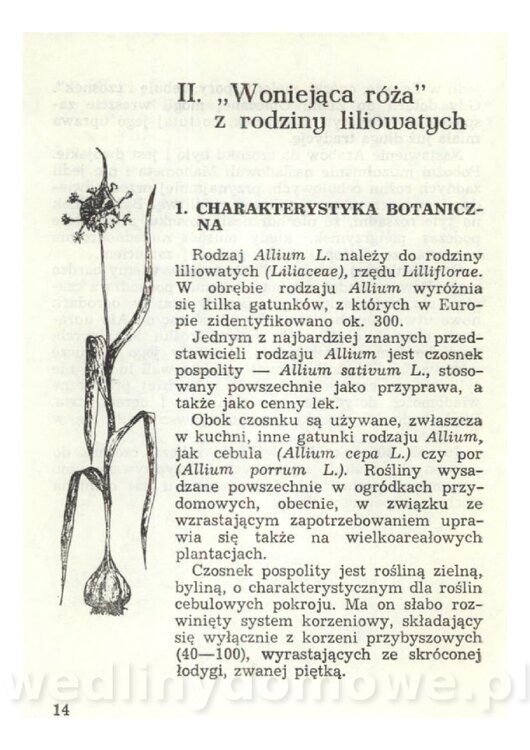 Czosnek Znany I Nieznany_16.jpg