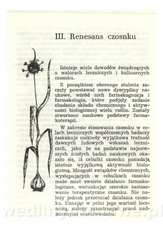 Czosnek Znany I Nieznany_18.jpg