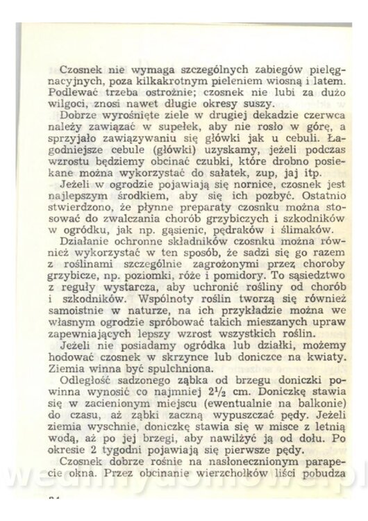 Czosnek Znany I Nieznany_32.jpg