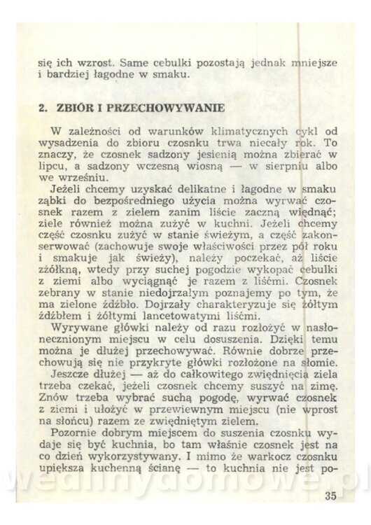 Czosnek Znany I Nieznany_33.jpg