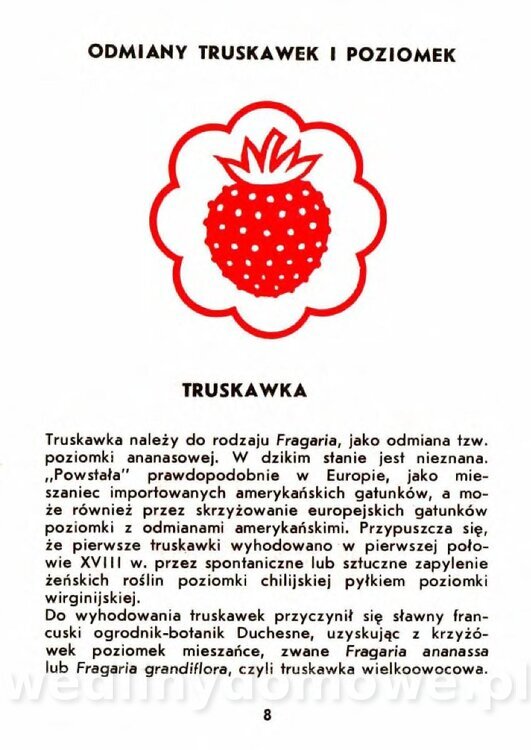 Gaj W. - Truskawki i poziomki_005.jpg