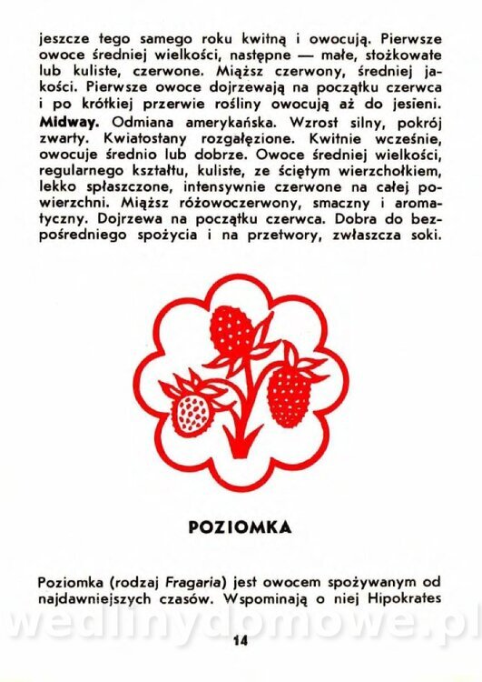 Gaj W. - Truskawki i poziomki_011.jpg