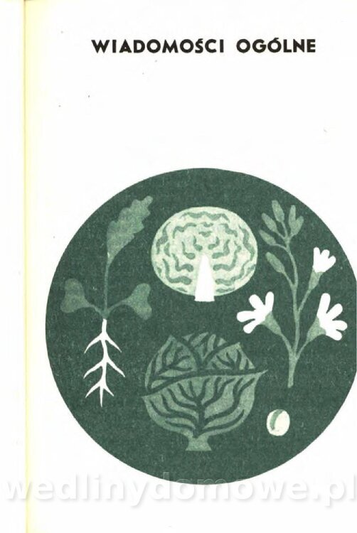 Gasik A. - Kapusta Biała_003.jpg