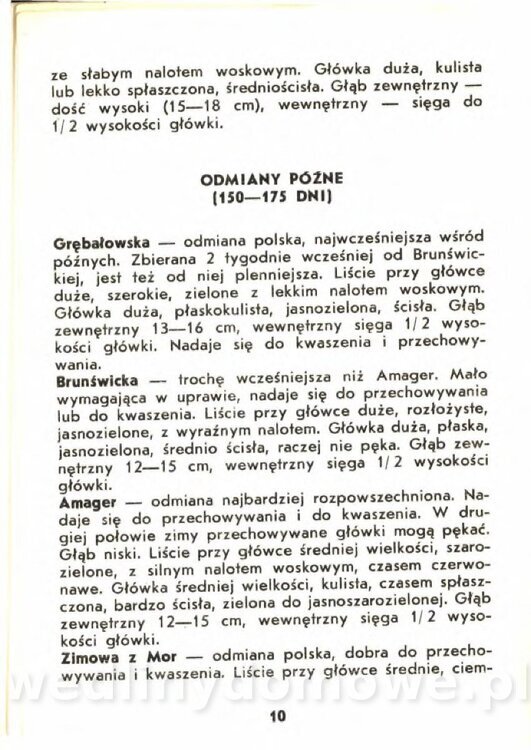 Gasik A. - Kapusta Biała_010.jpg