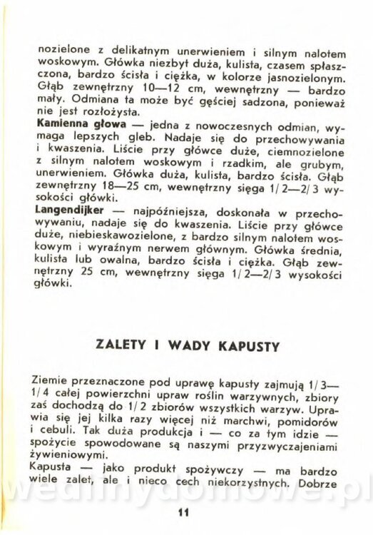 Gasik A. - Kapusta Biała_011.jpg