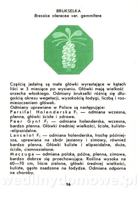 Gasik A. - Warzywa kapustne_014.jpg