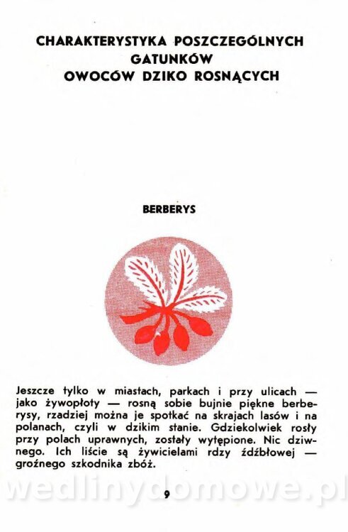 Gumowska I. - Owoce dziko rosnące_006.jpg