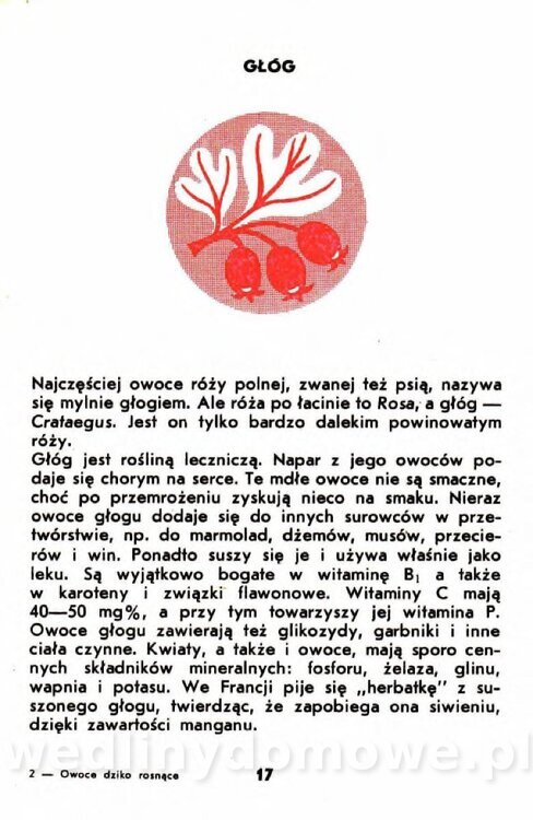 Gumowska I. - Owoce dziko rosnące_014.jpg