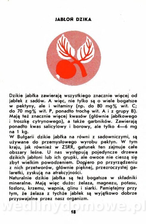 Gumowska I. - Owoce dziko rosnące_015.jpg