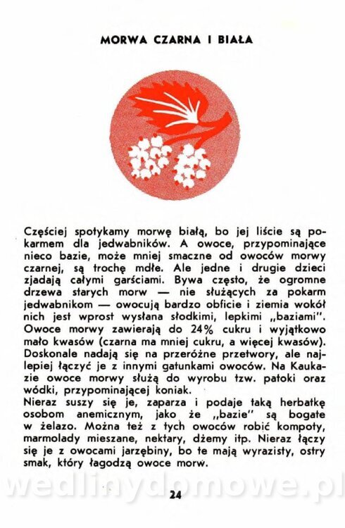 Gumowska I. - Owoce dziko rosnące_021.jpg