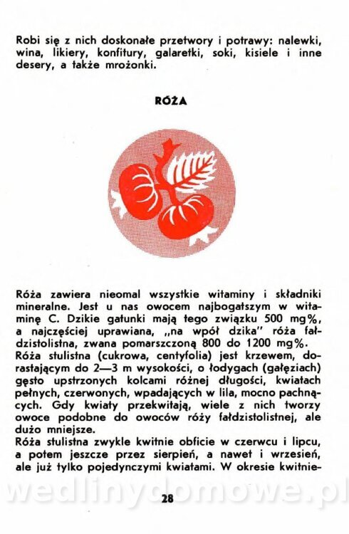 Gumowska I. - Owoce dziko rosnące_025.jpg