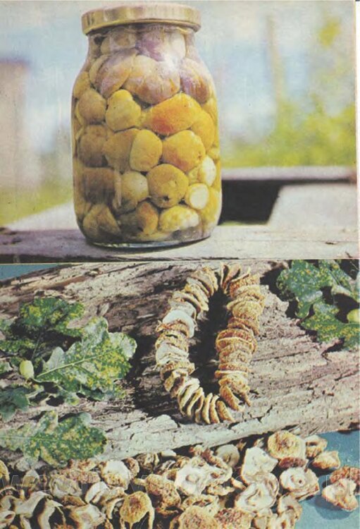 Mering A. - Domowe przetwory z owoców i warzyw_098.jpg
