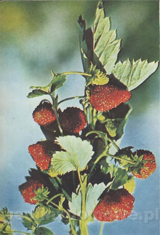 Mering A. - Domowe przetwory z owoców i warzyw_099.jpg