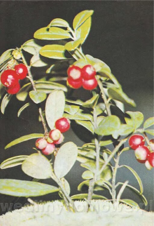 Mering A. - Domowe przetwory z owoców i warzyw_199.jpg