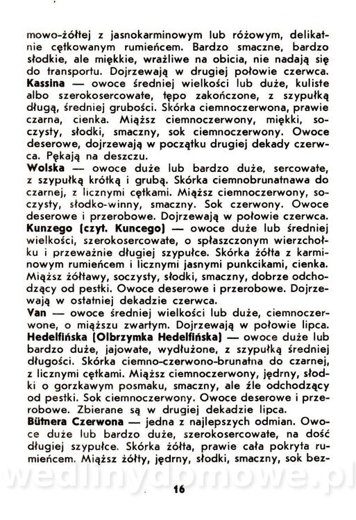 Owoce pestkowe - Mianowska - 1984_017.jpg