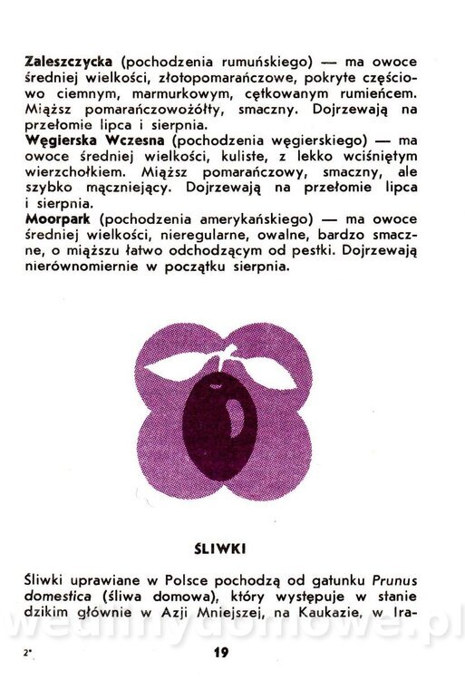 Owoce pestkowe - Mianowska - 1984_020.jpg