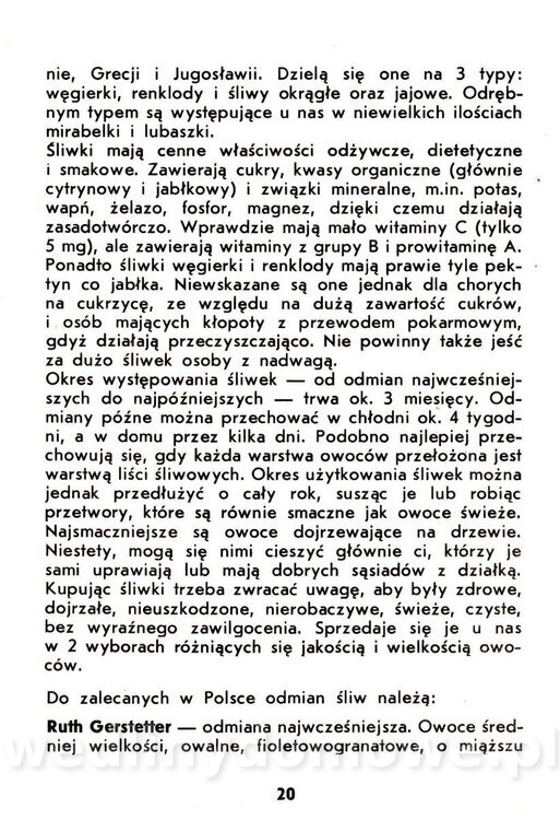 Owoce pestkowe - Mianowska - 1984_021.jpg