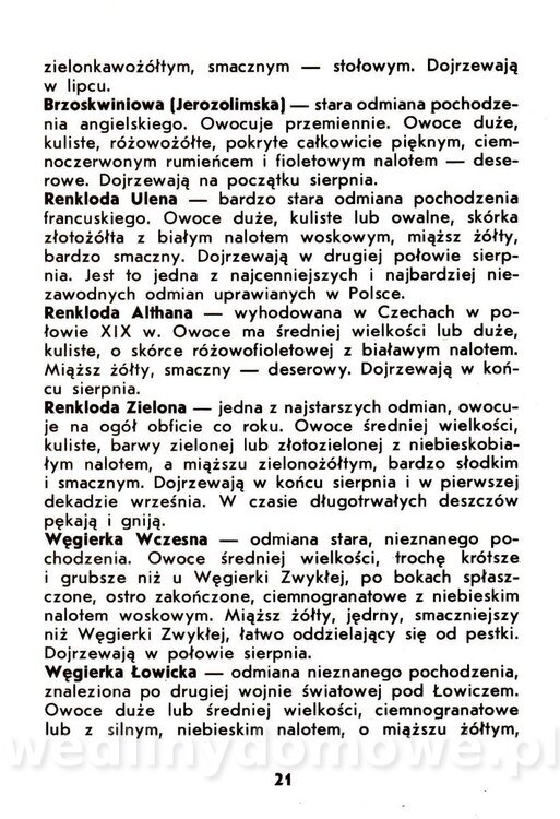 Owoce pestkowe - Mianowska - 1984_022.jpg