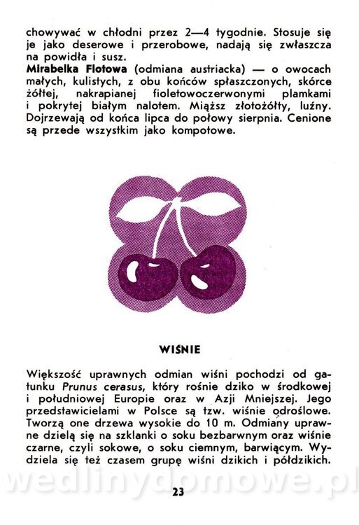 Owoce pestkowe - Mianowska - 1984_024.jpg
