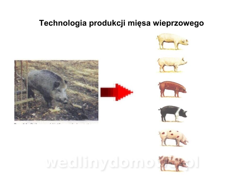 Technologia produkcji miesa wieprzowego_01.jpg